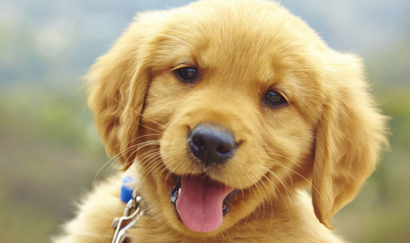 You’re adopting a puppy