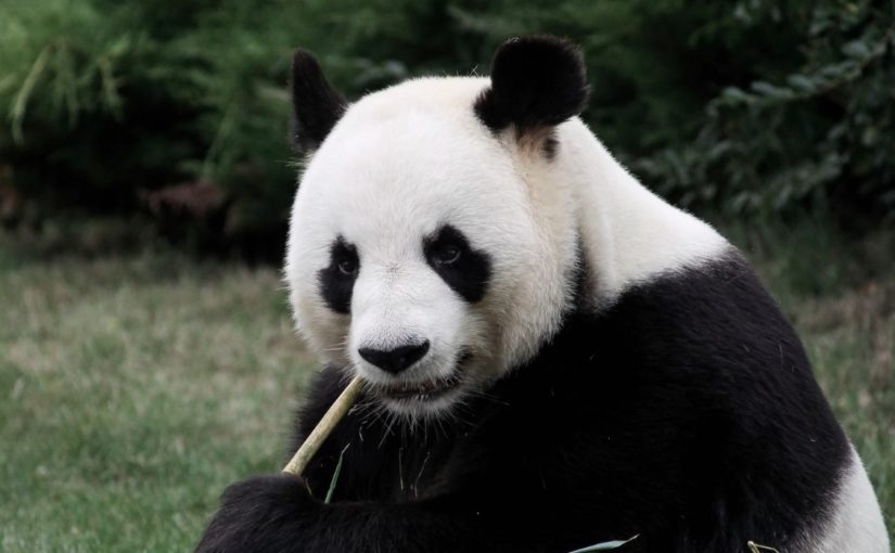 Punctuation today: notes from the 2006 bestseller “Eats, Shoots and Leaves”