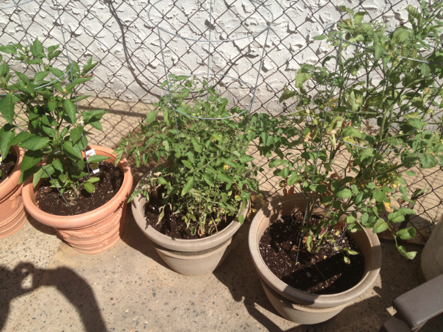 My first vegetable garden