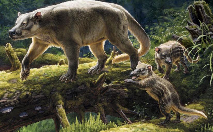 Early placental mammal Ectoconus gave birth to live, well-developed young. Credit: Beth Zaiken